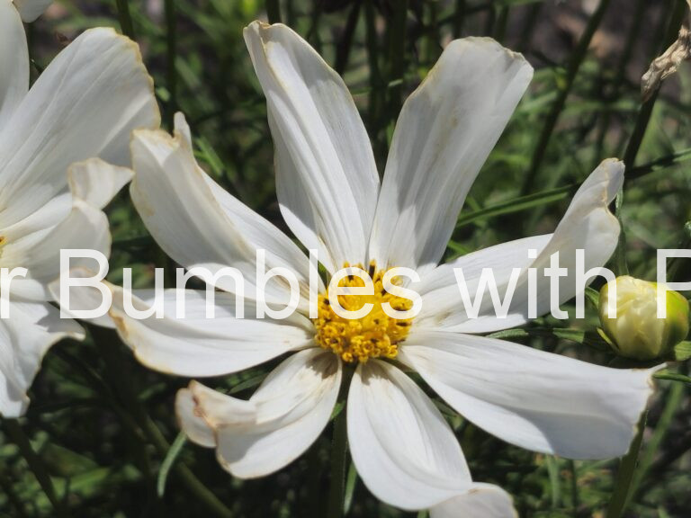 Cosmos #366