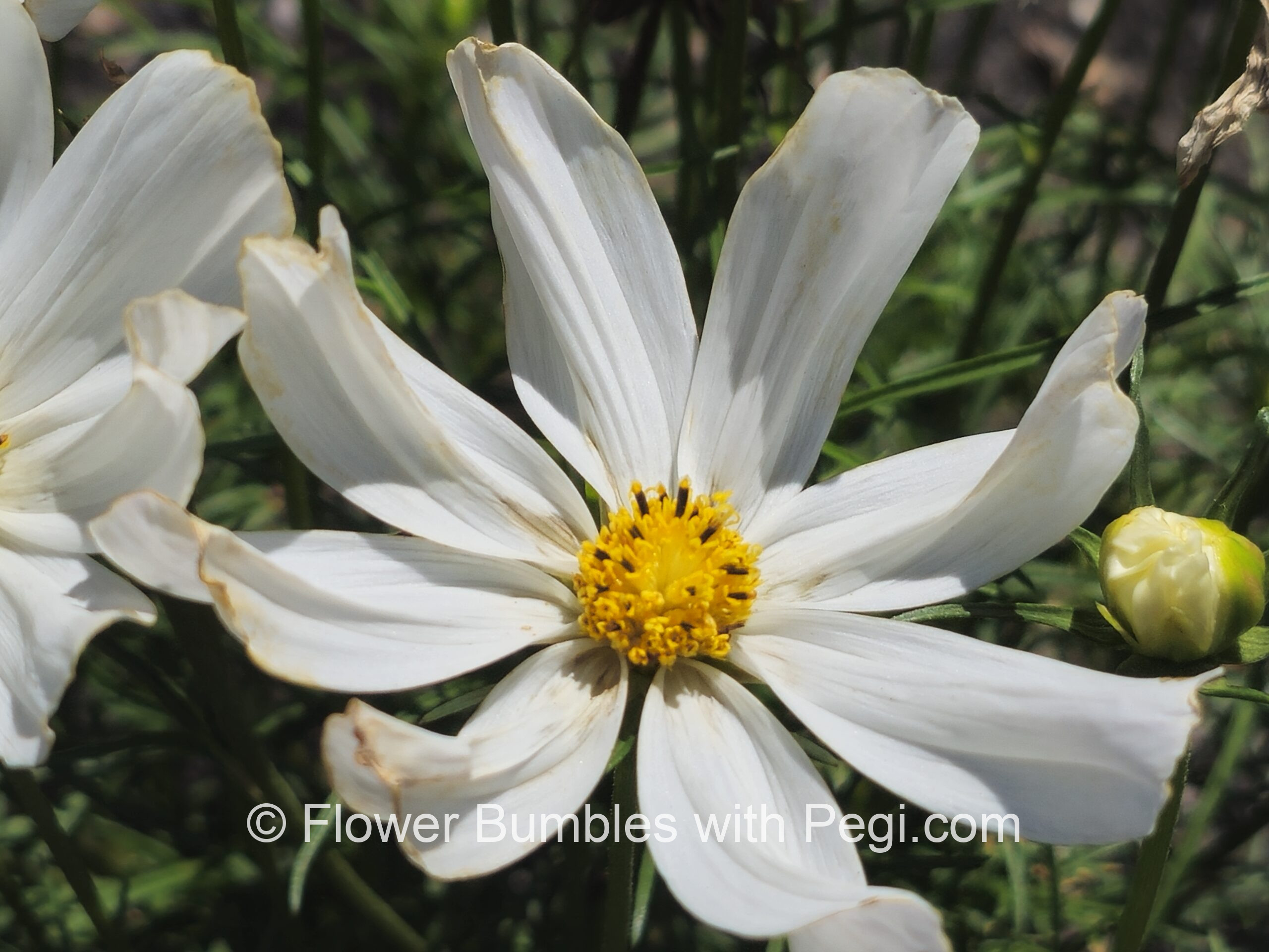 Casual Botanical Snapshot