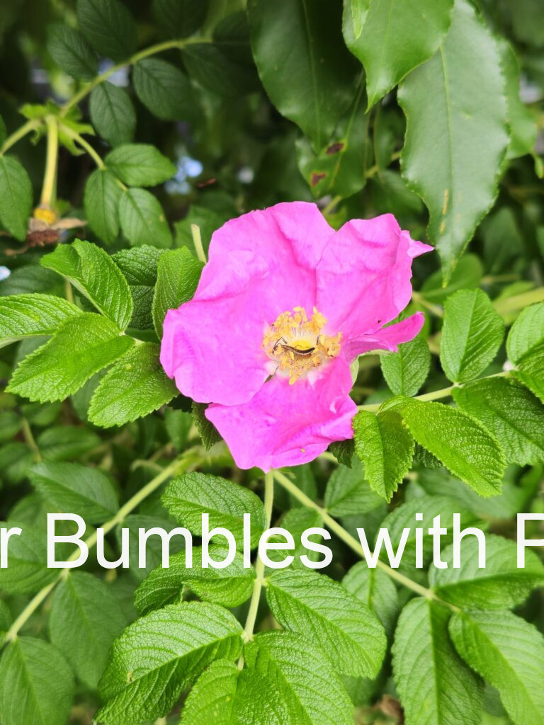 Rugosa Rose #364