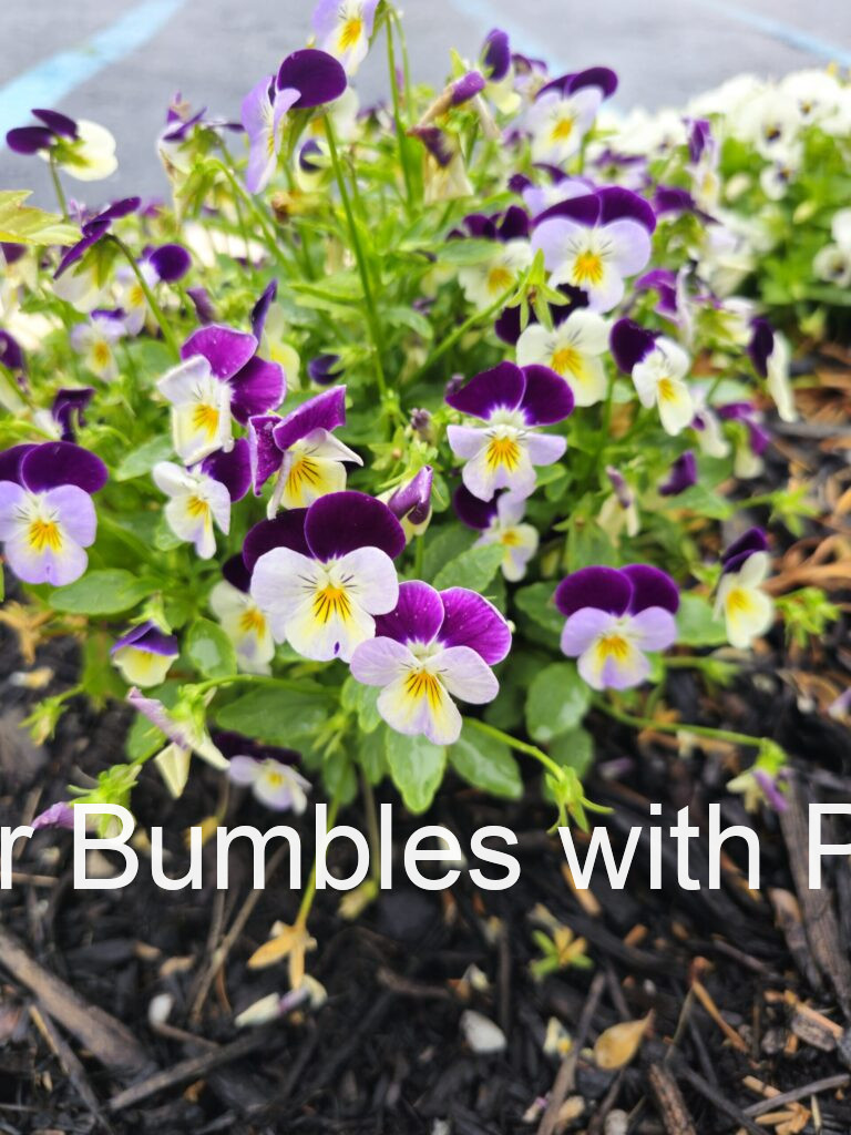 Pansy #238
