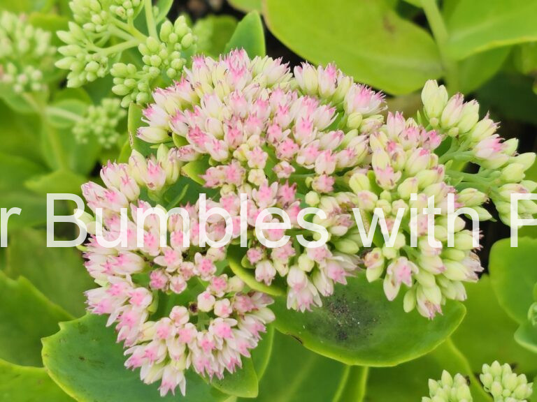Stonecrop #247