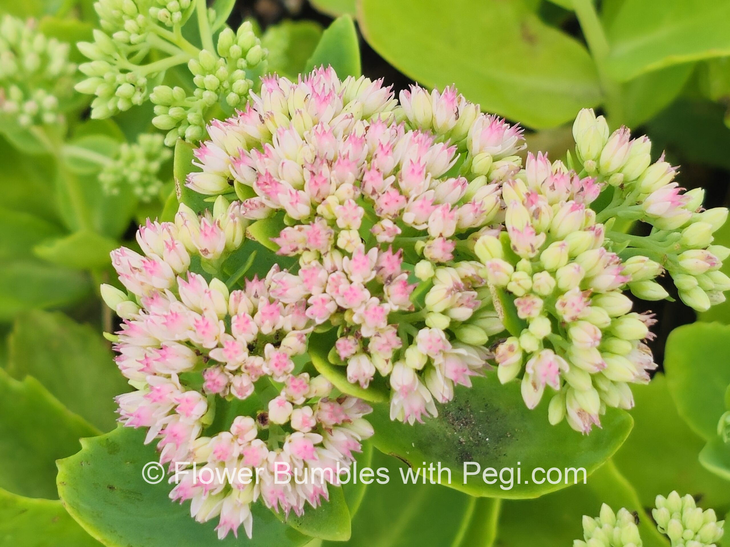 Fine Art Botanical Capture