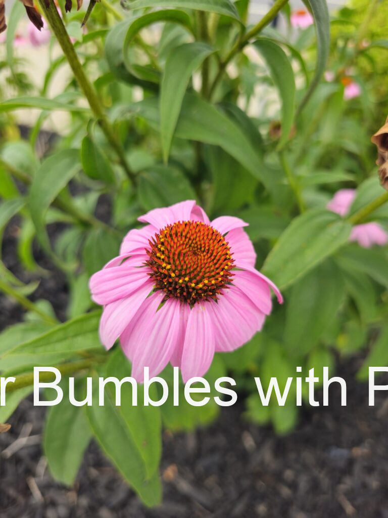 Purple Coneflower #727