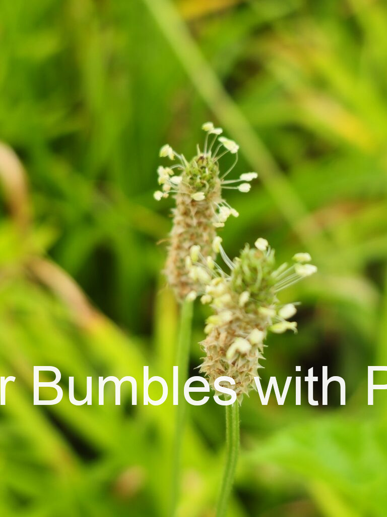 Ribwort Plantain #719