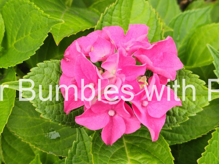 Hydrangea #724