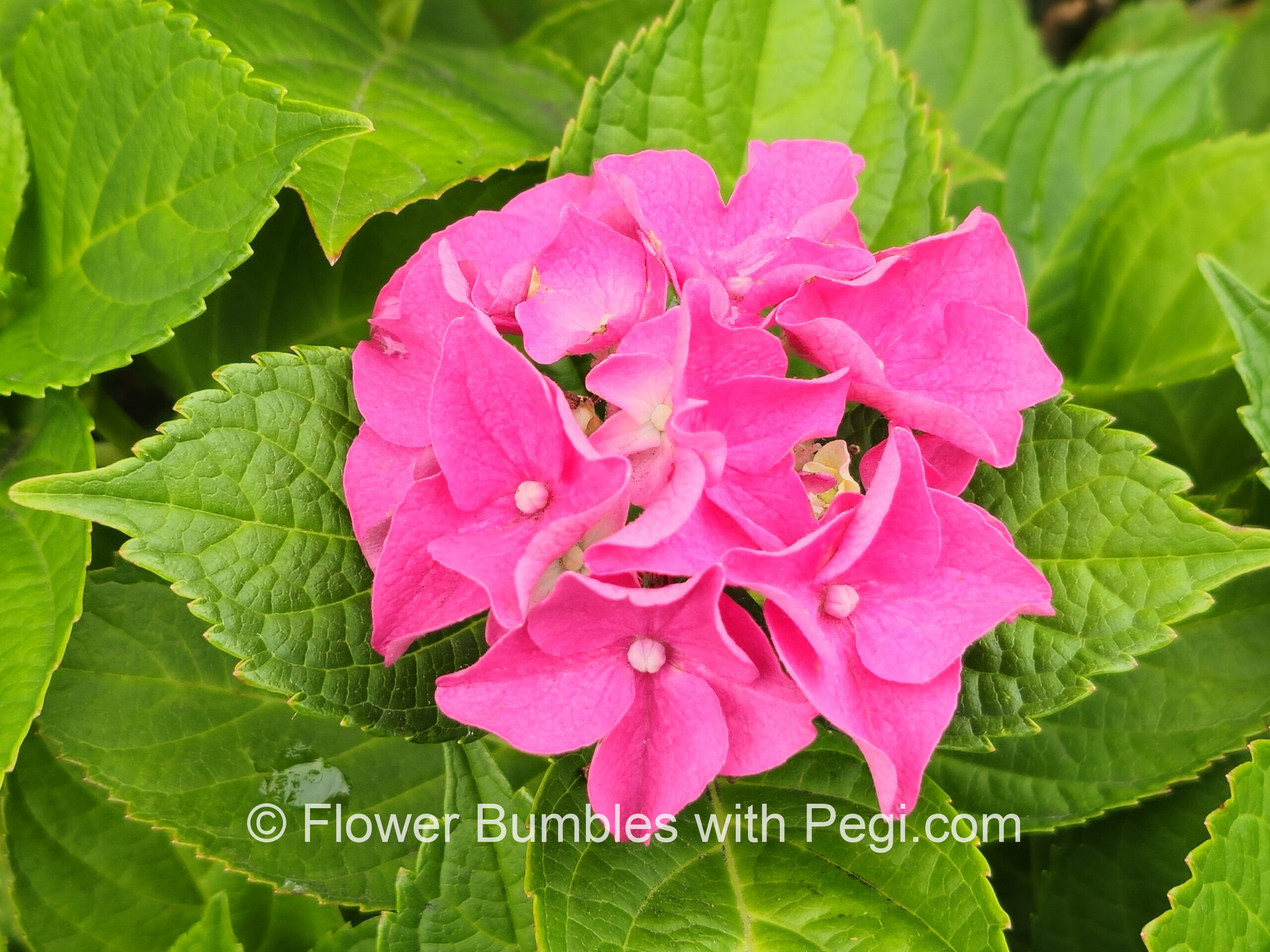 Fine Art Botanical Capture