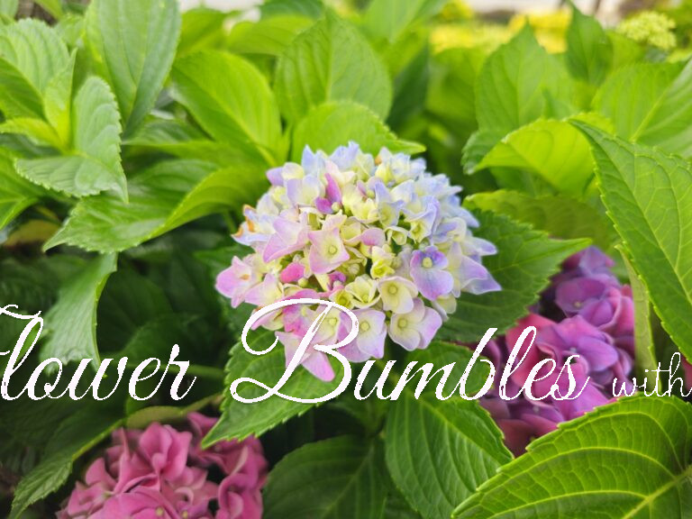 Hydrangea #1036