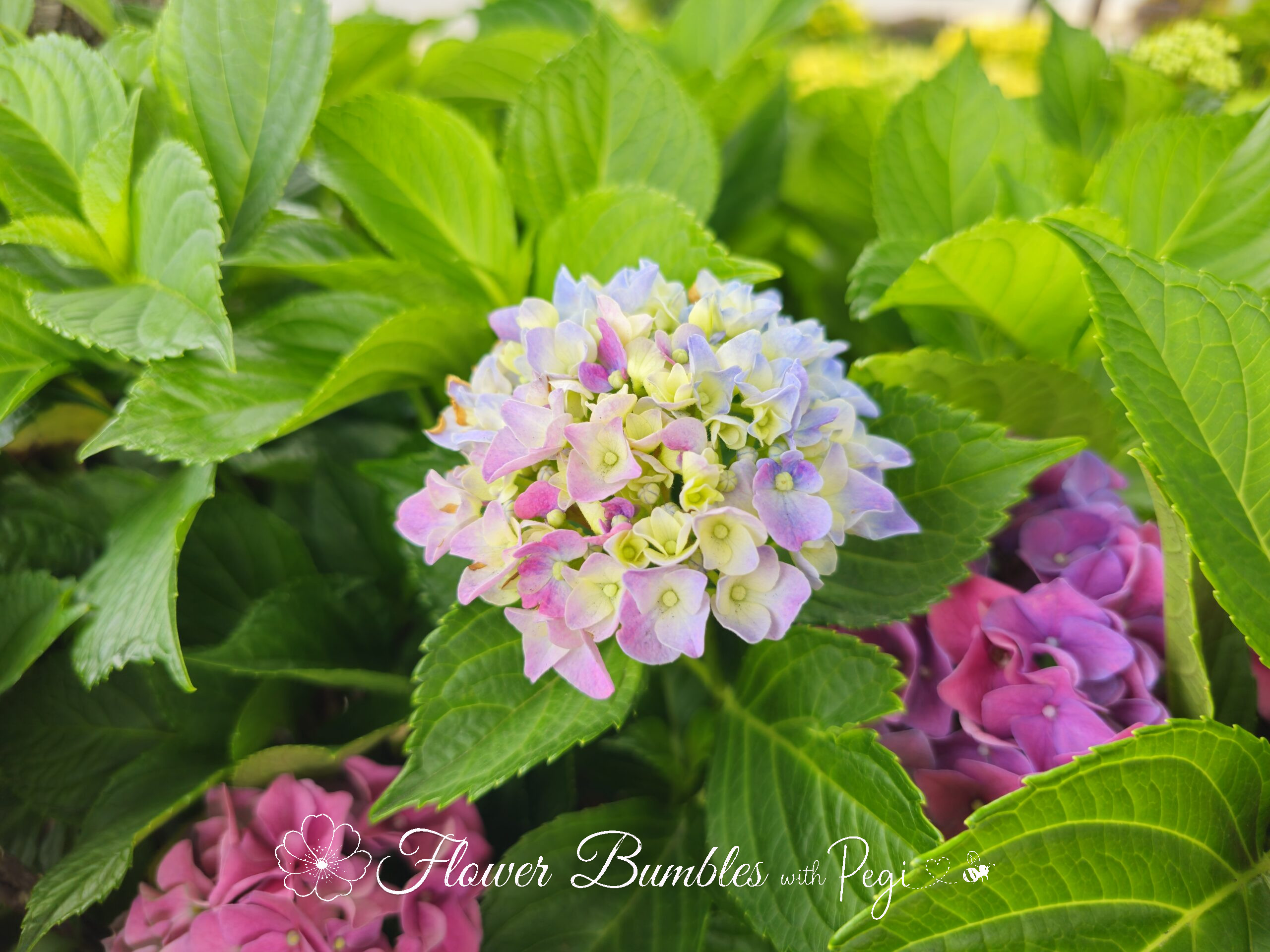 Fine Art Botanical Capture