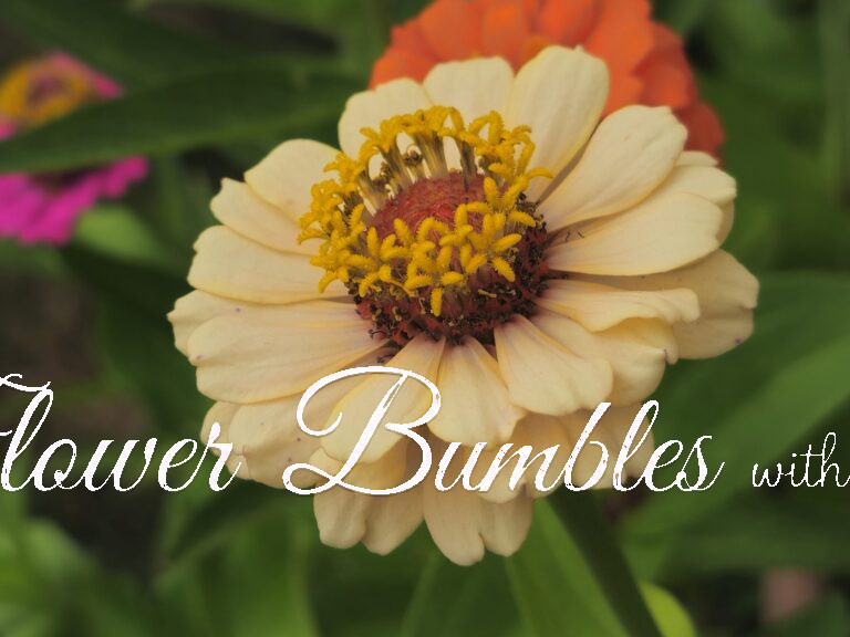 Zinnia #1124