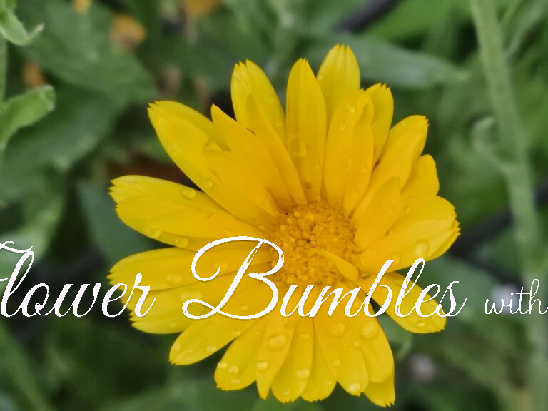 Pot Marigold #1454