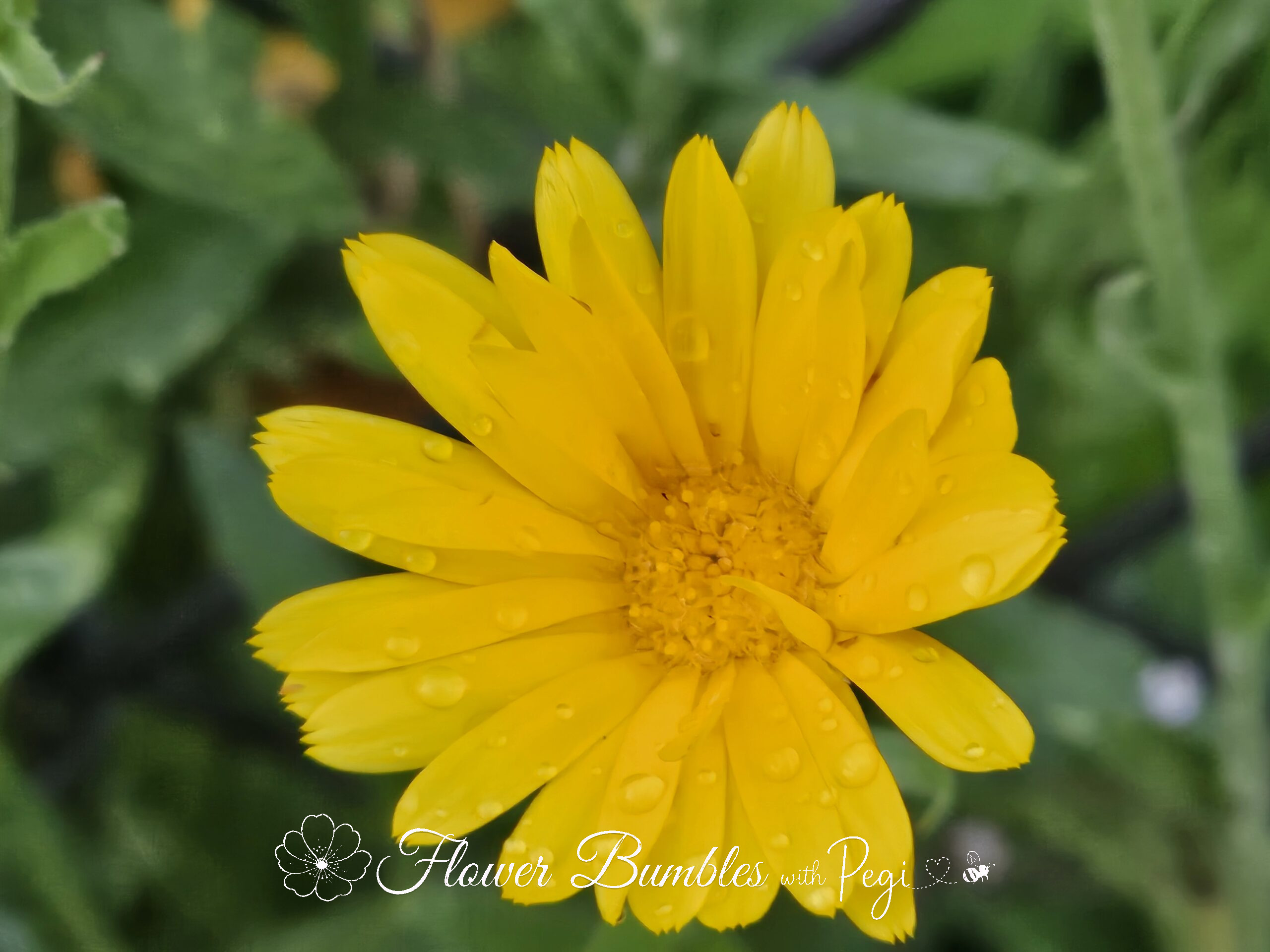 Casual Botanical Snapshot