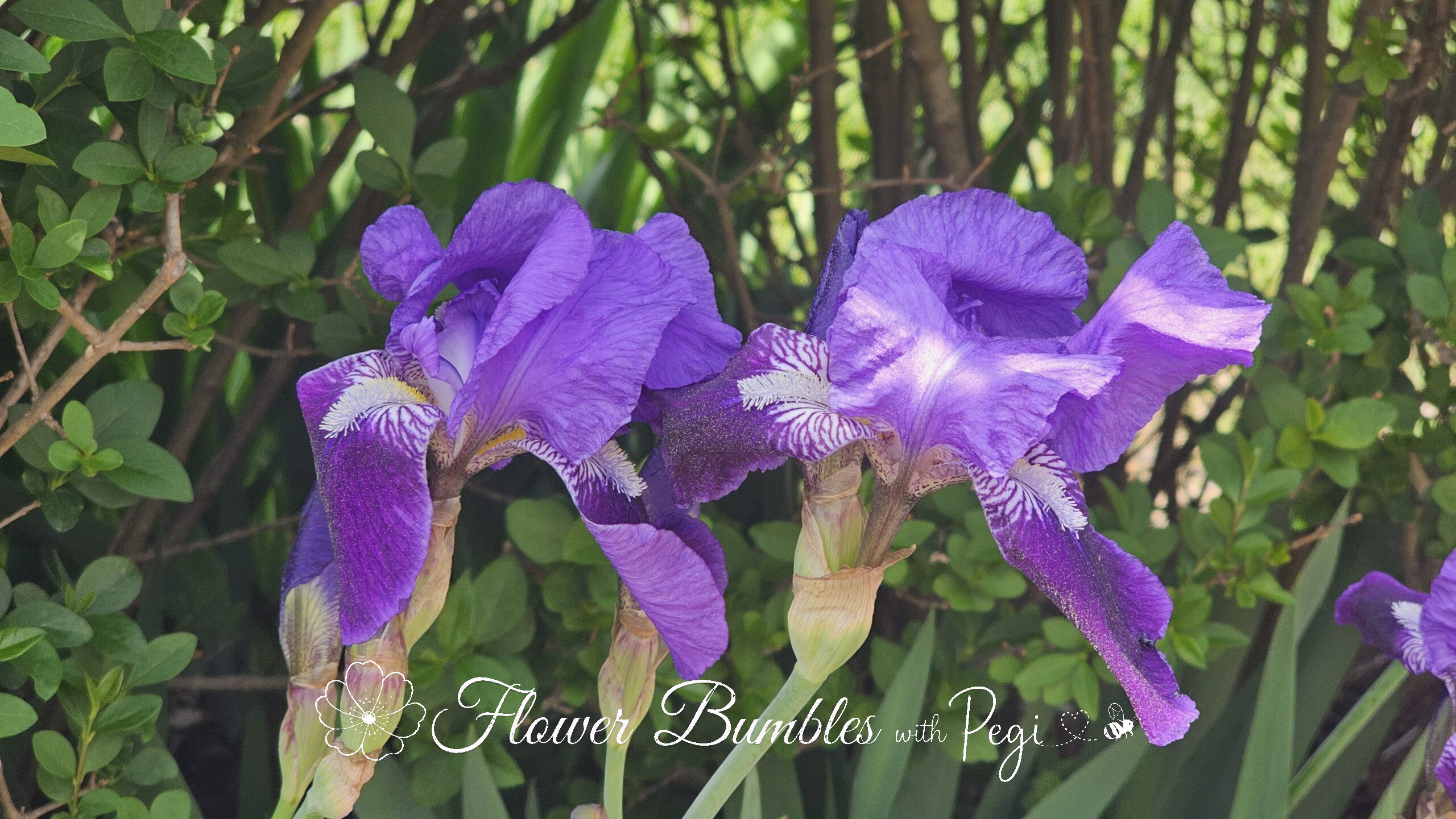 Casual Botanical Snapshot