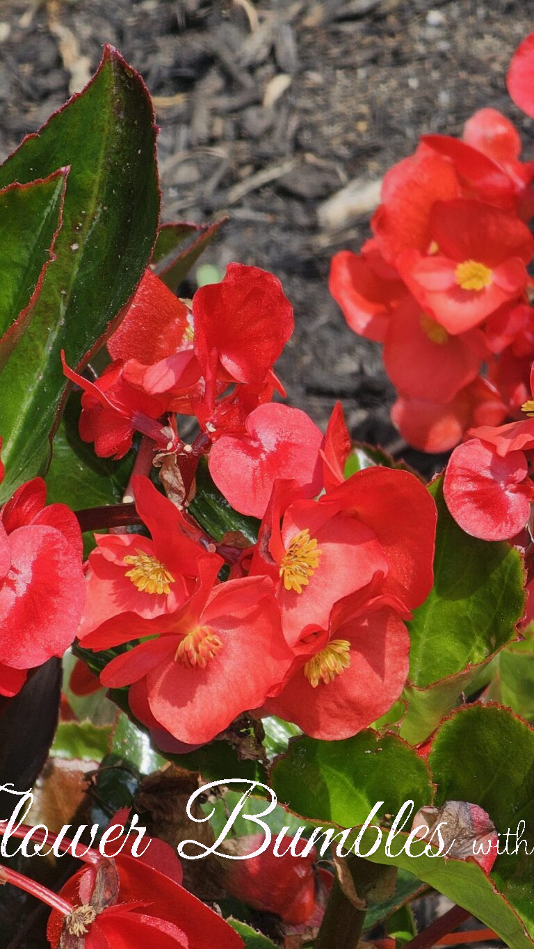 Wax Begonia #1583