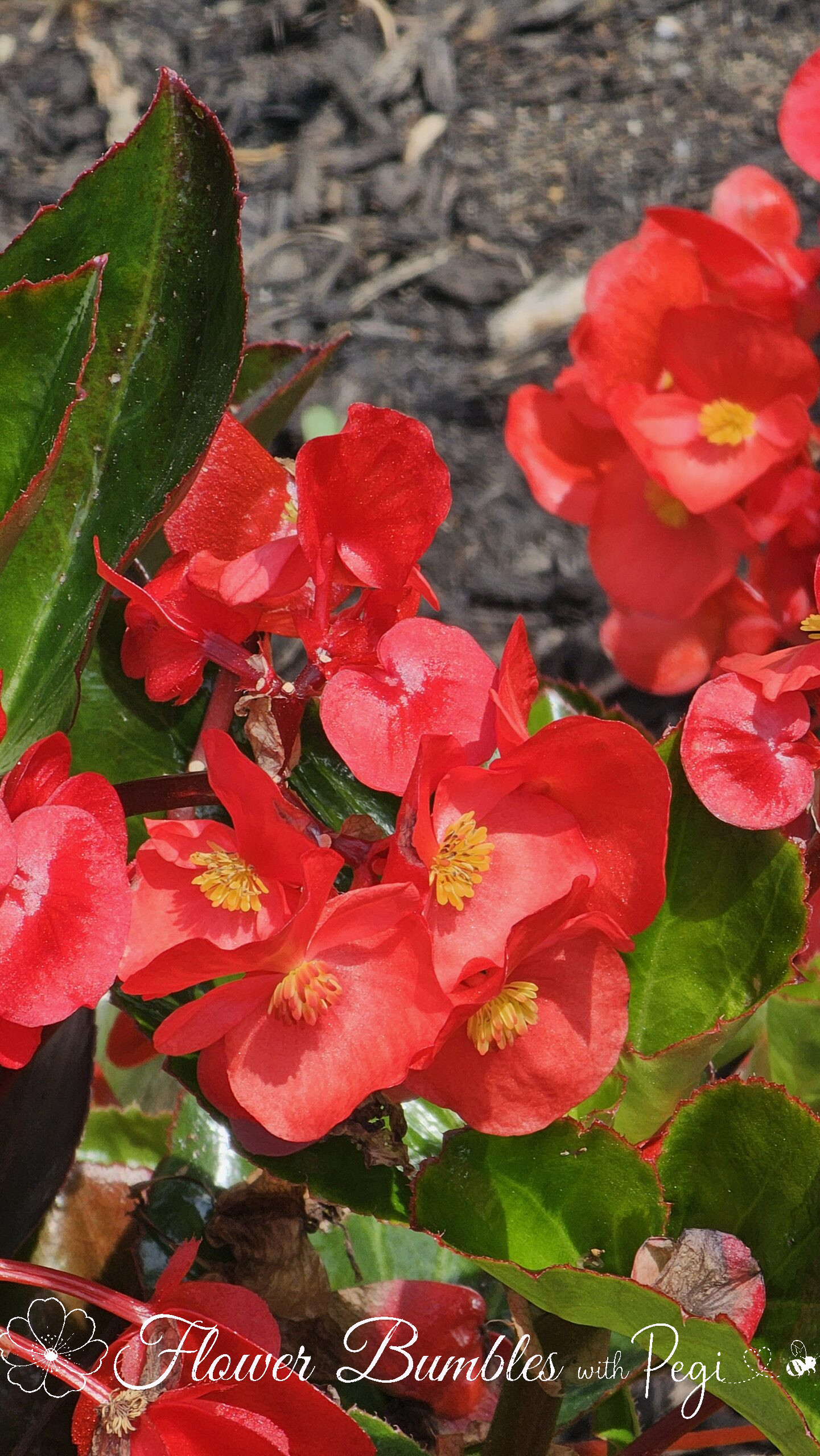 Casual Botanical Snapshot