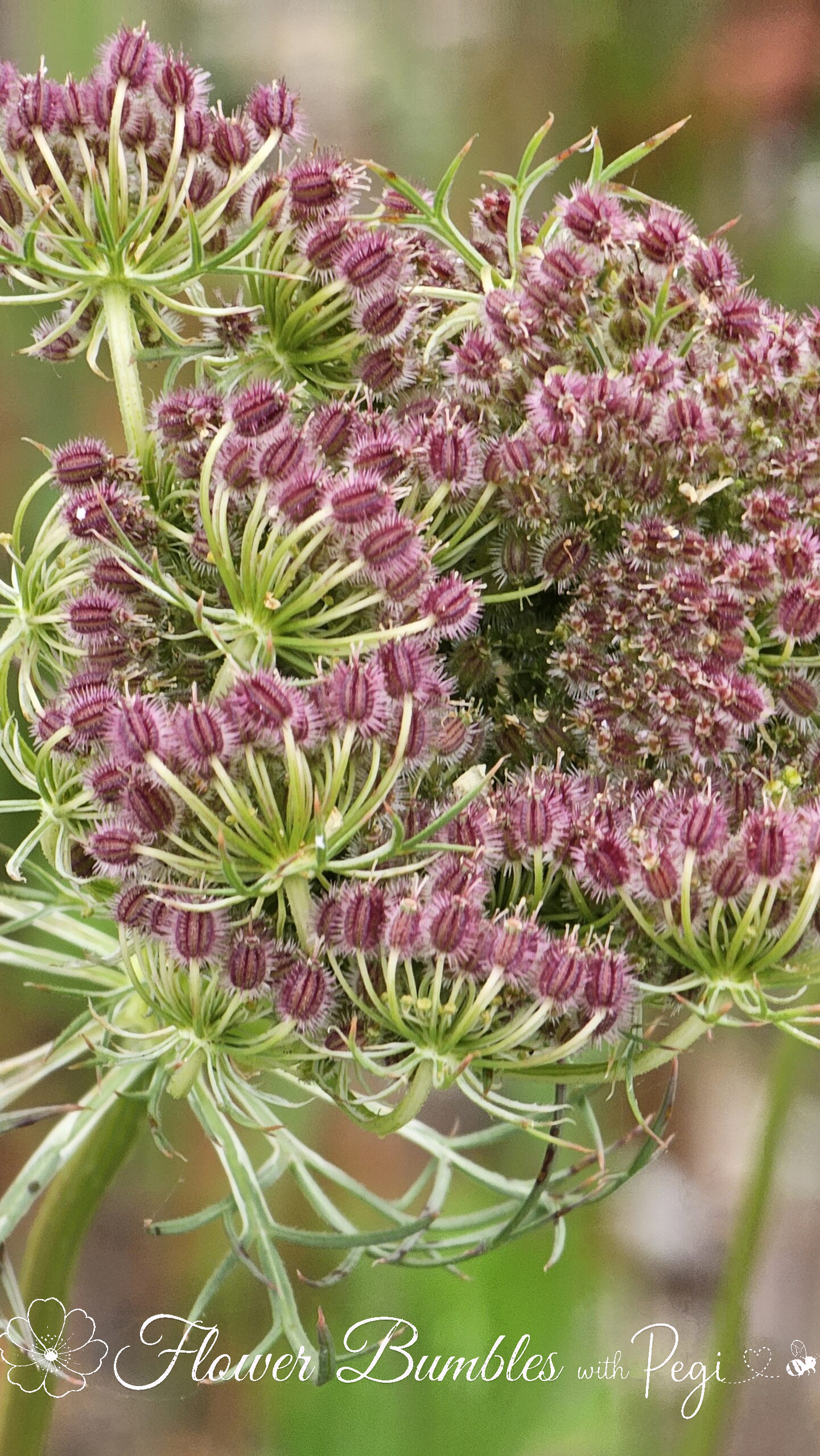 Casual Botanical Snapshot