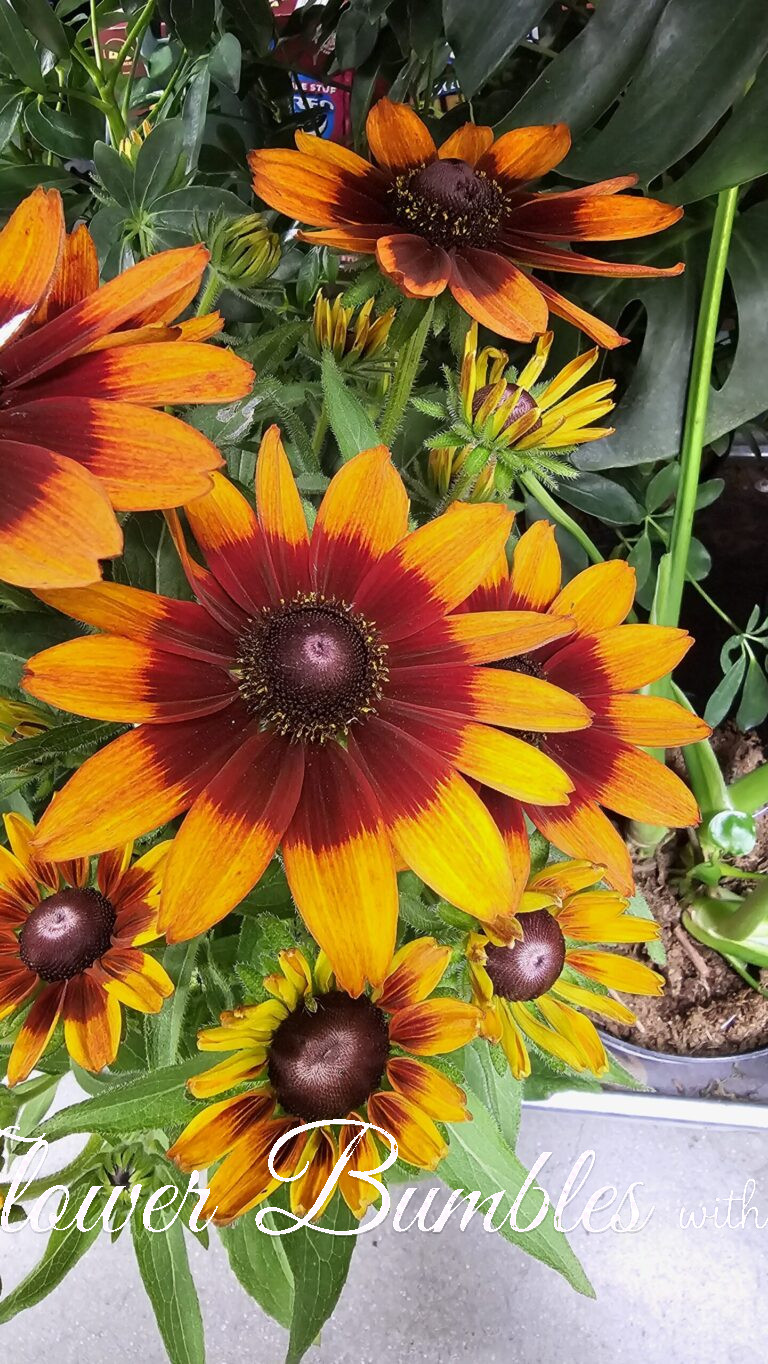 Black-eyed Susan #1591