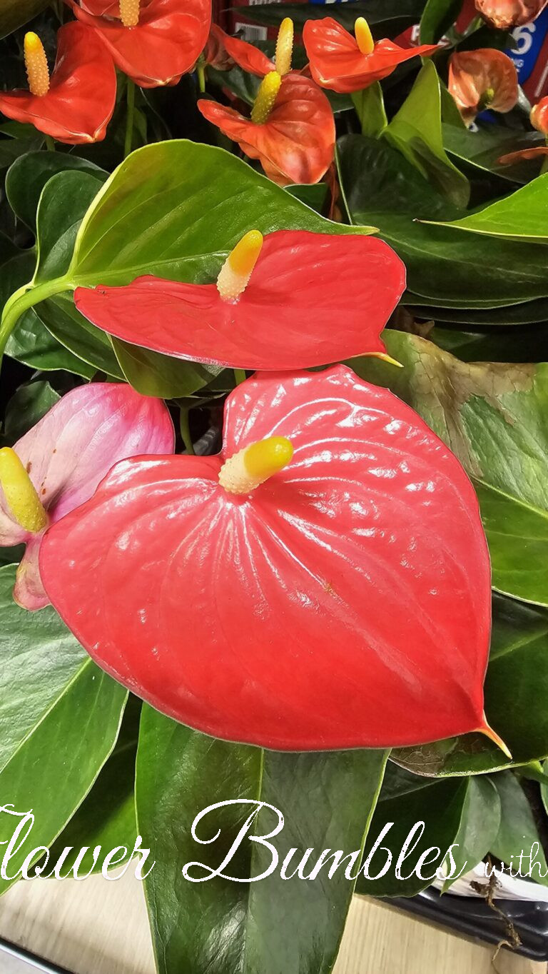 Flamingo Flower #1610