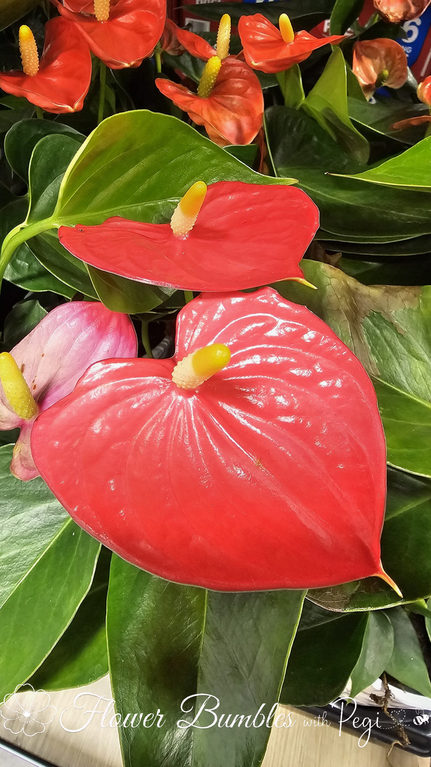 Casual Botanical Snapshot