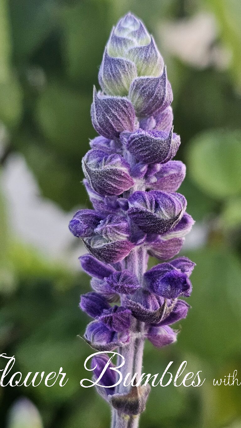 Lavender #1599