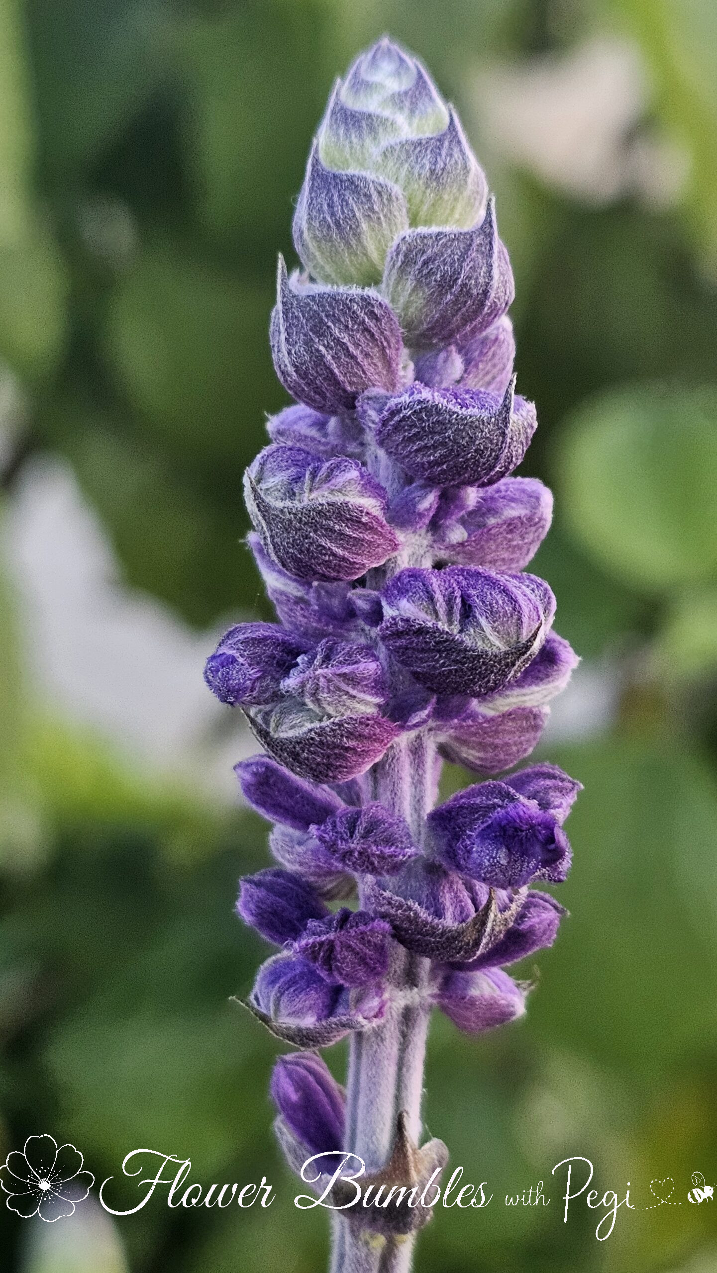 Casual Botanical Snapshot