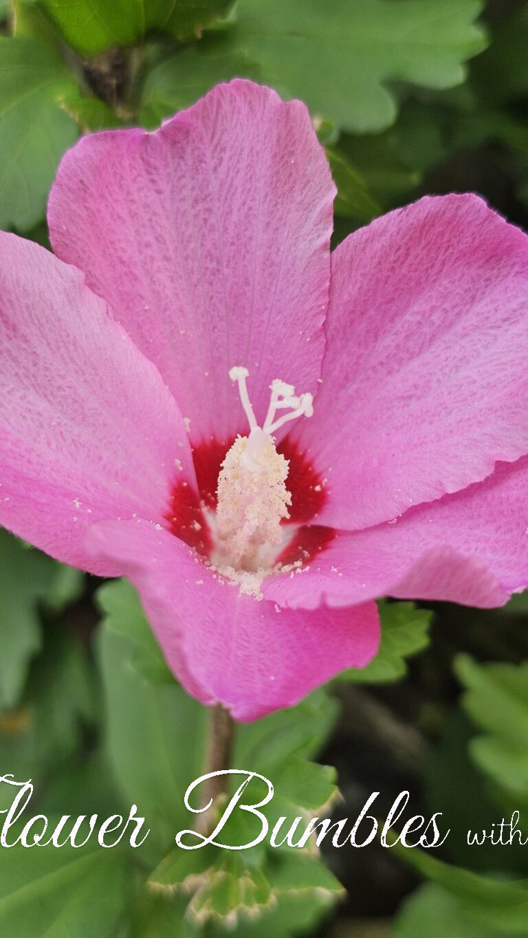 Rose of Sharon #1593