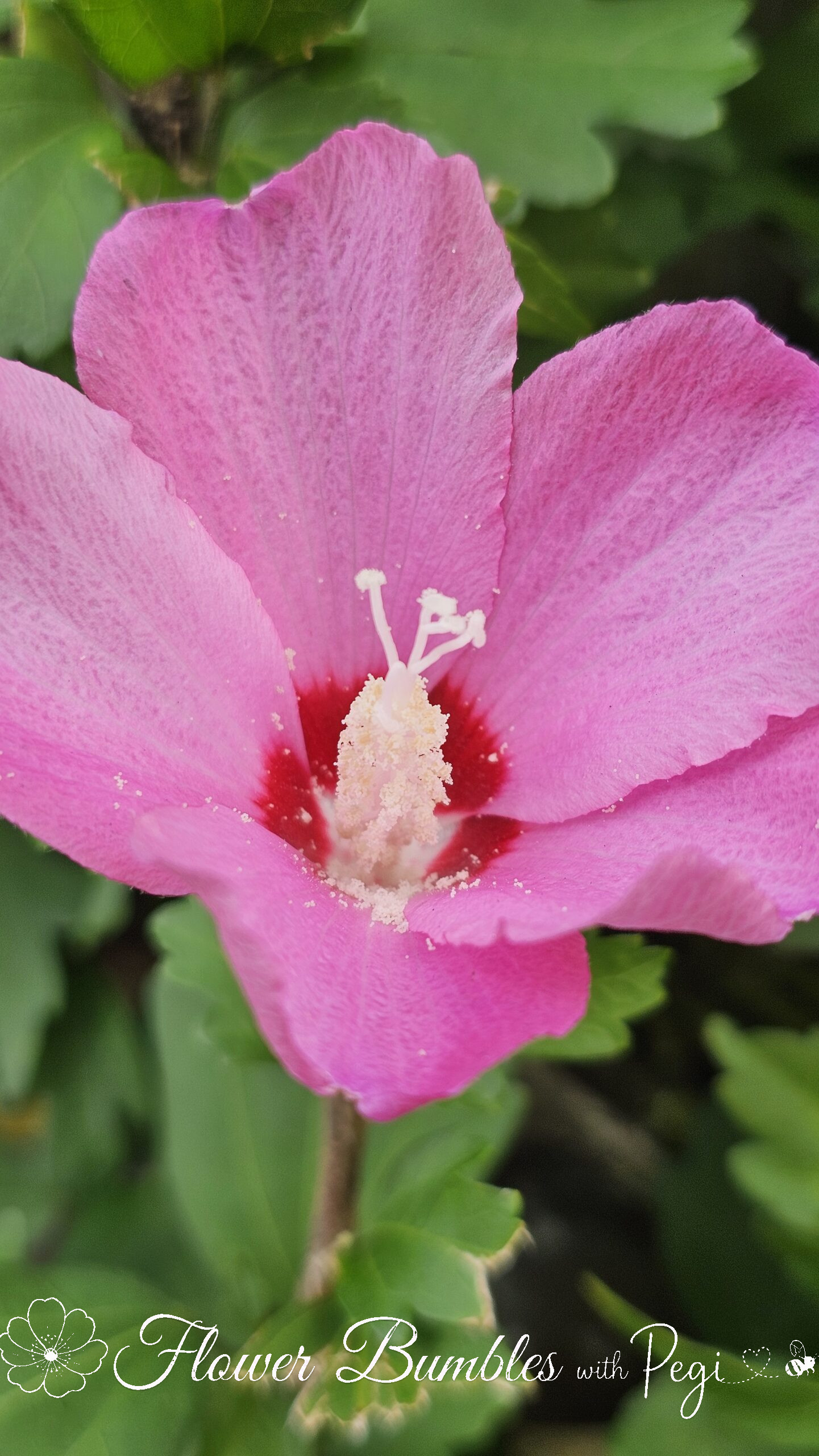 Casual Botanical Snapshot