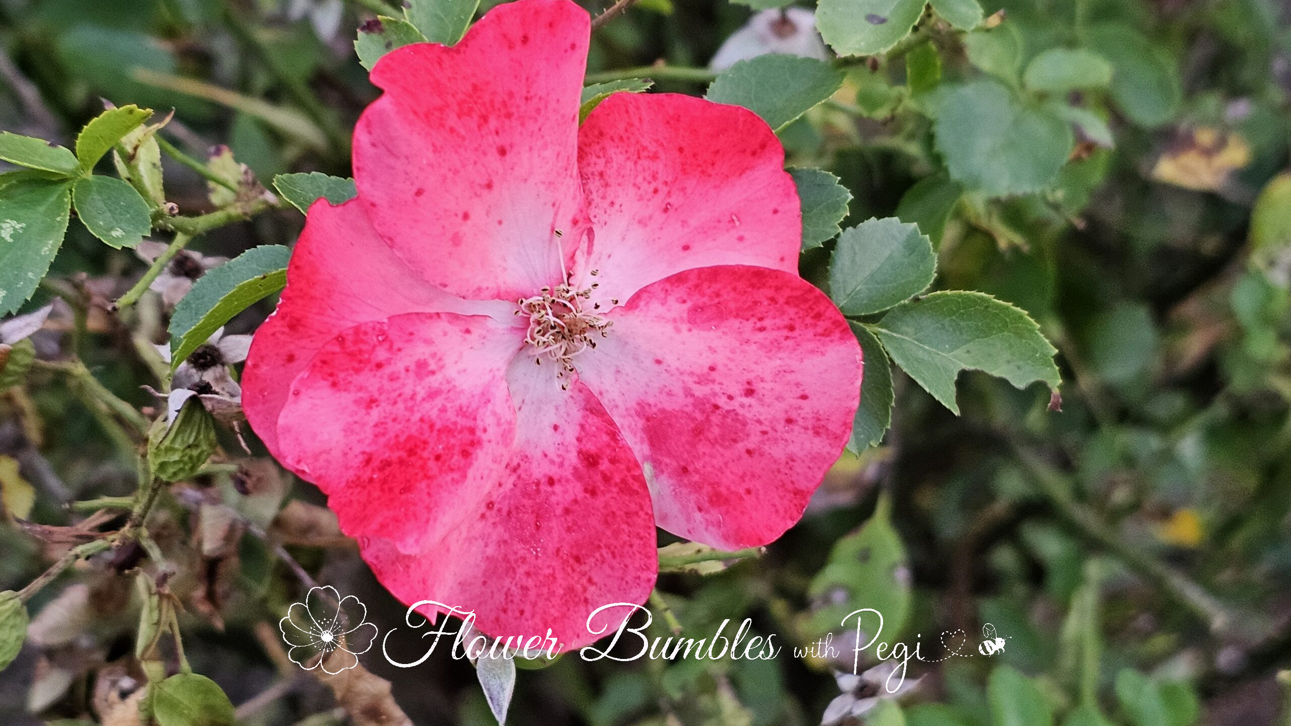 Casual Botanical Snapshot