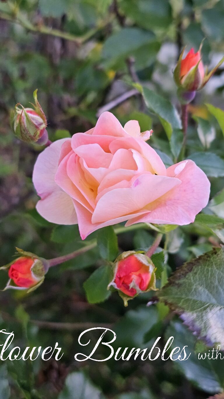 Rose #1567