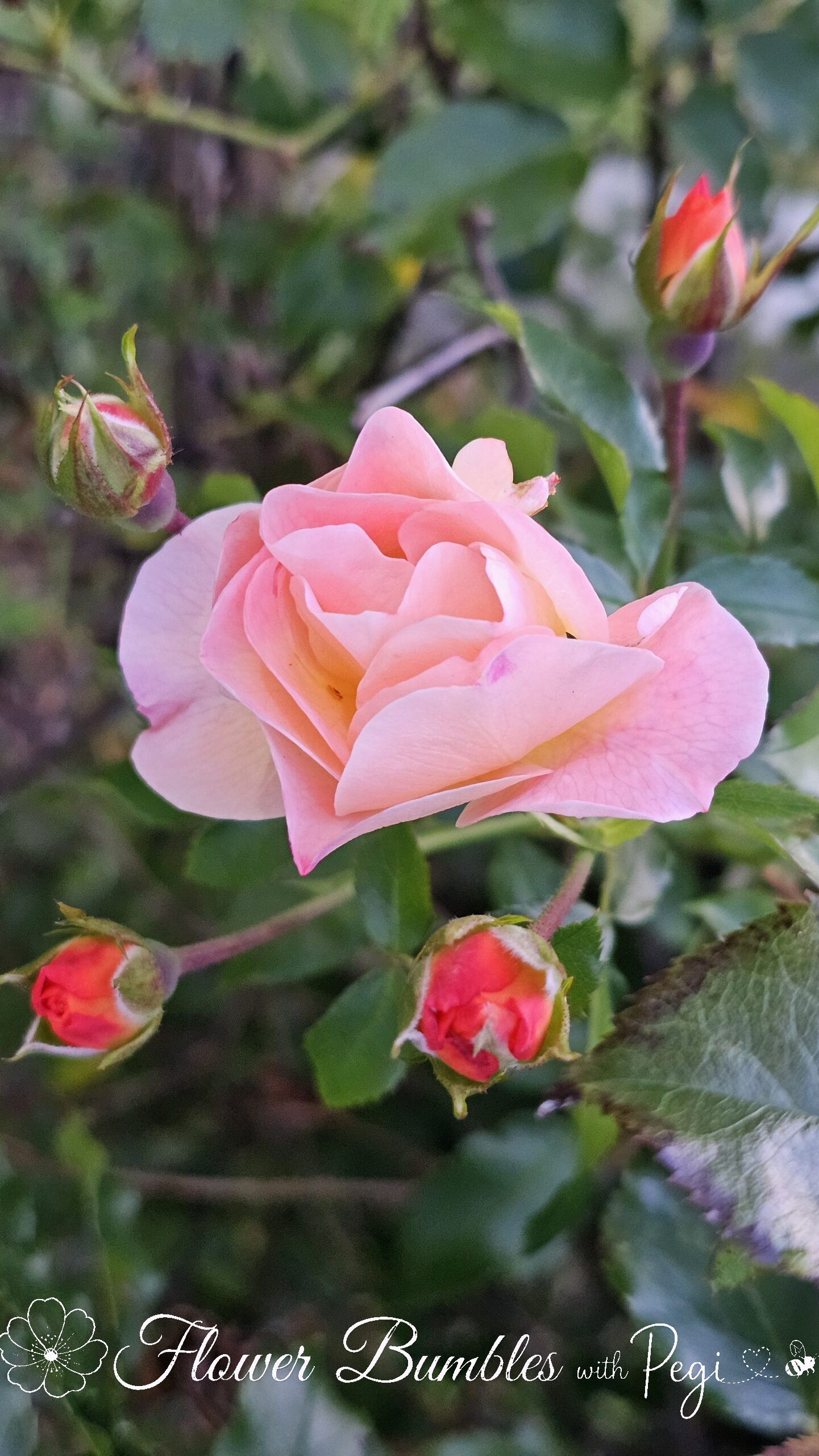 Casual Botanical Snapshot
