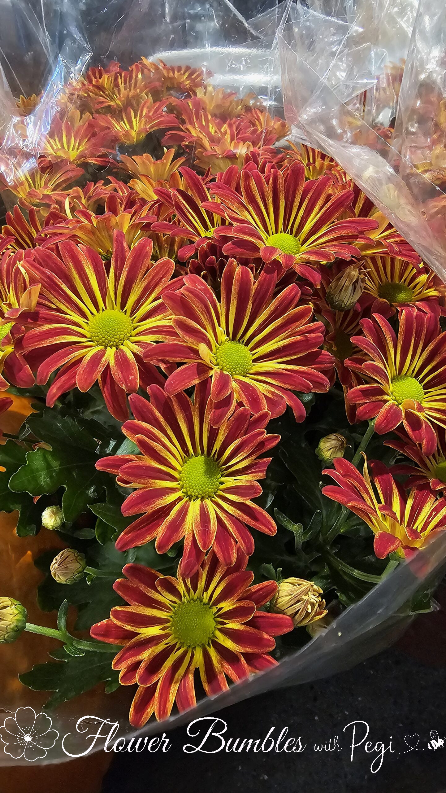 Casual Botanical Snapshot