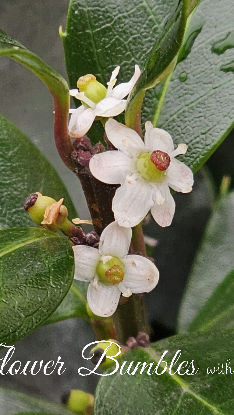 Tasmanian Blueberry #1571