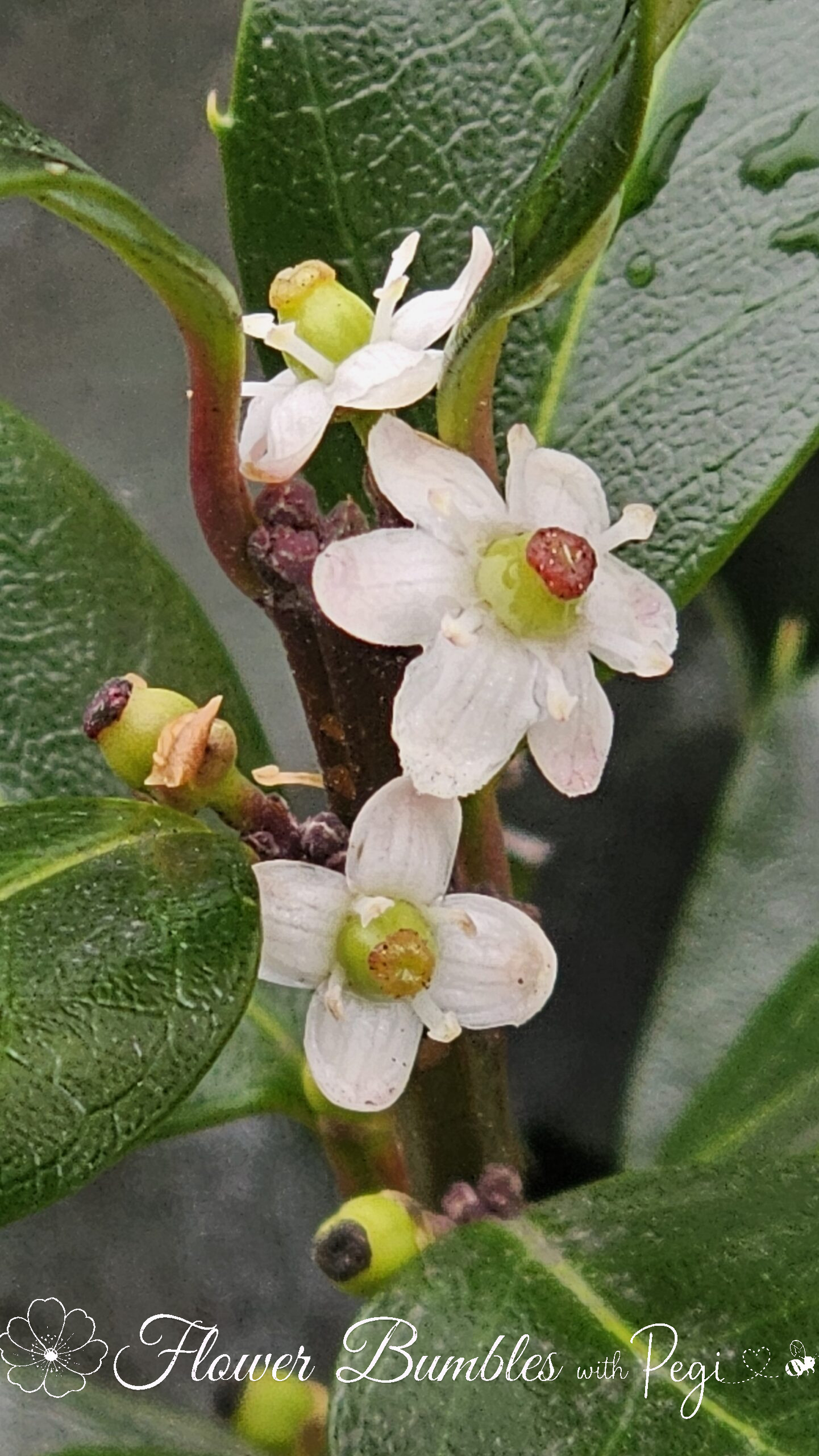 Casual Botanical Snapshot