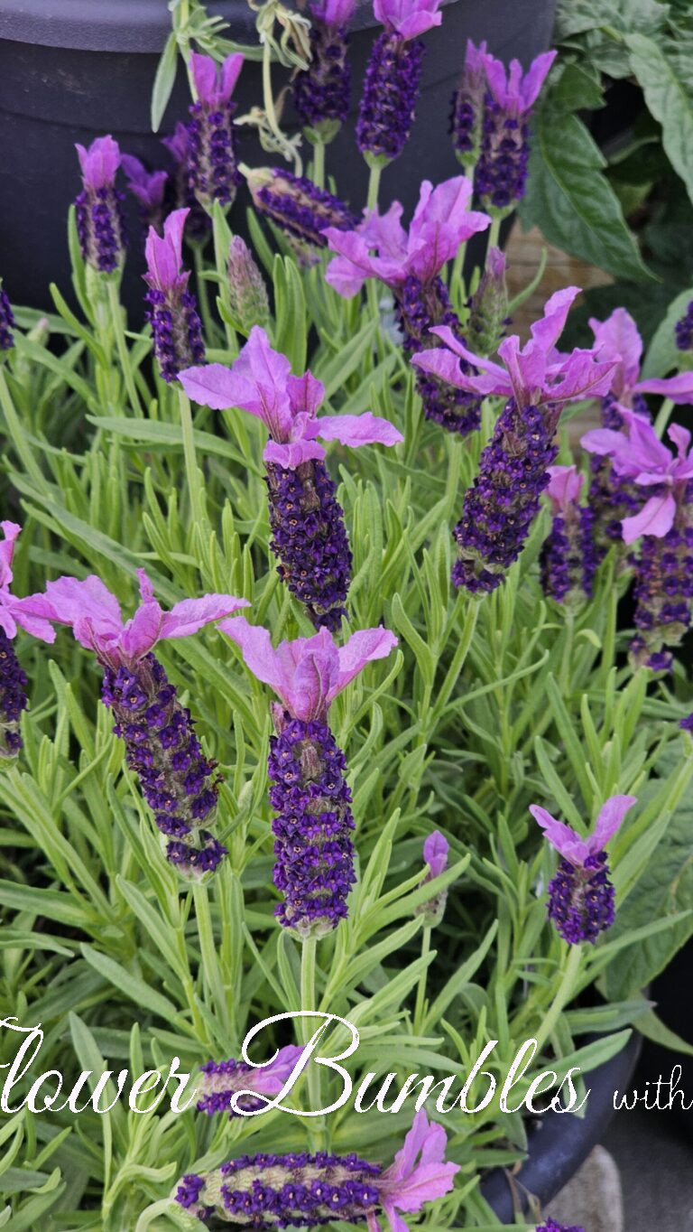 French Lavender #1601
