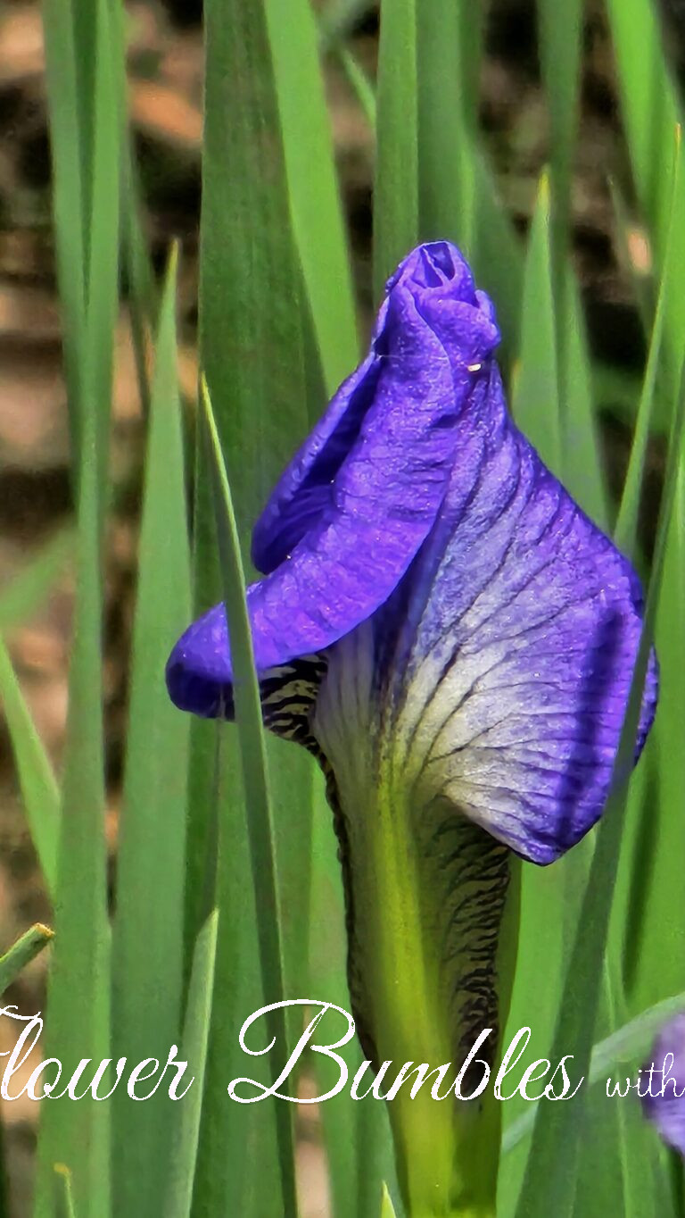 Iris #1563