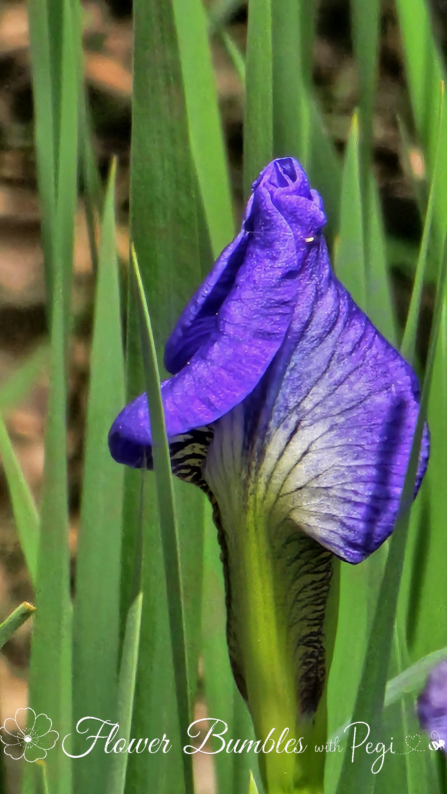 Casual Botanical Snapshot