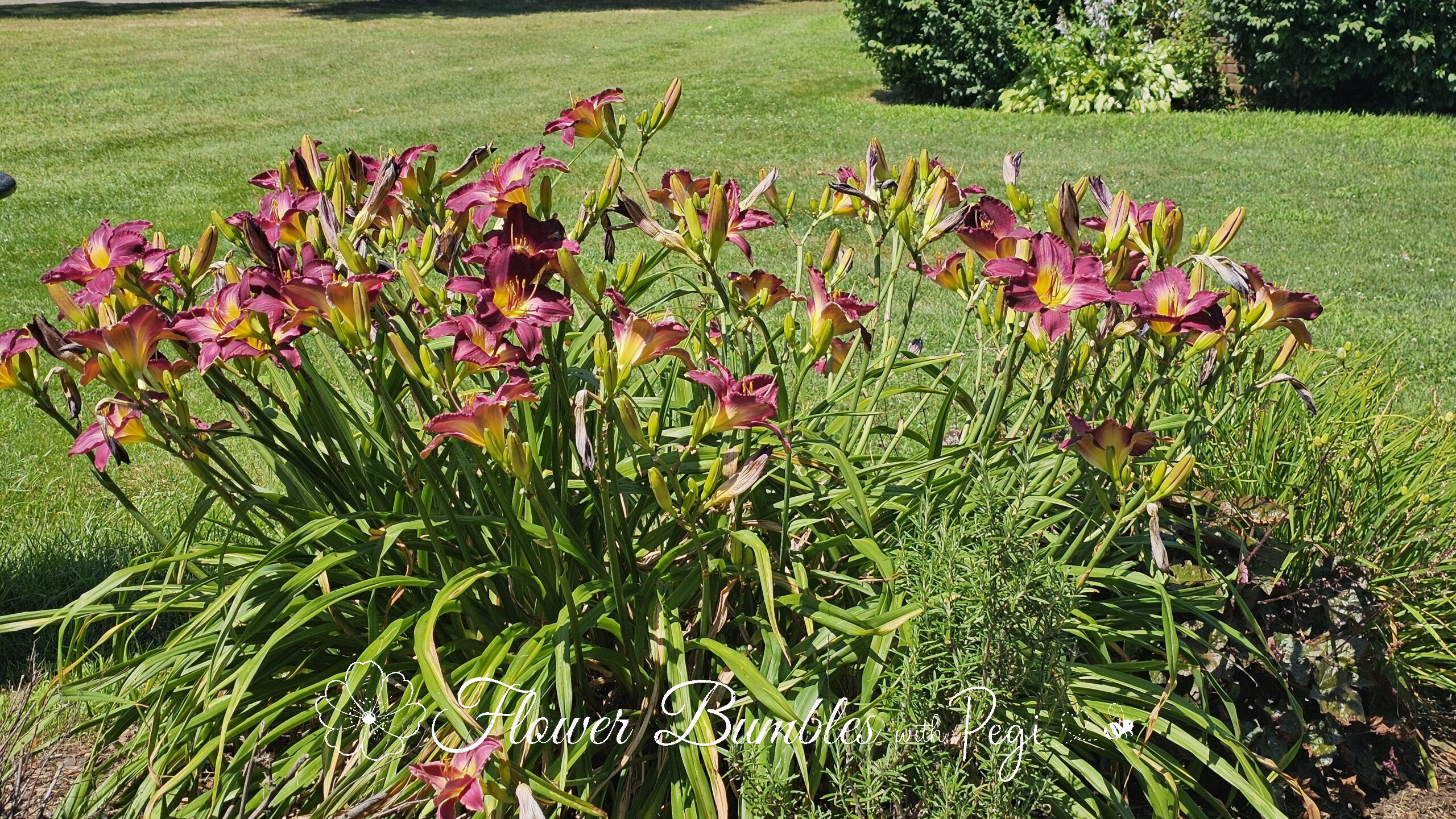 Casual Botanical Snapshot
