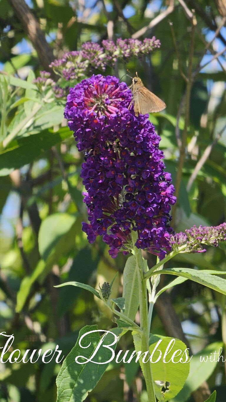 Butterfly Bush #1561