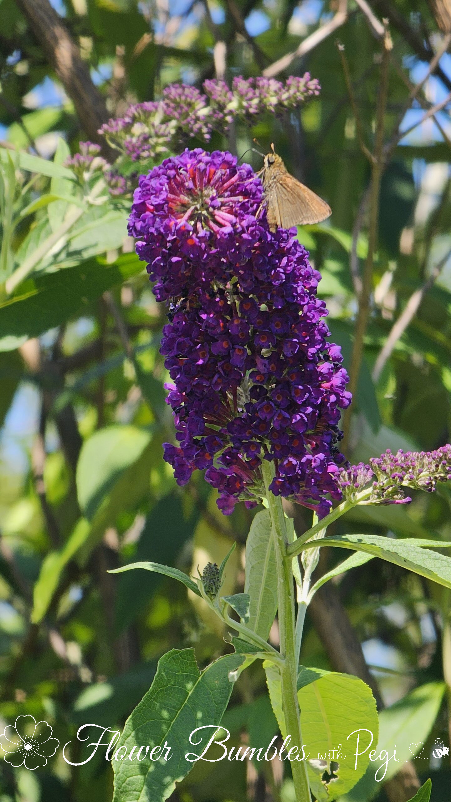 Casual Botanical Snapshot