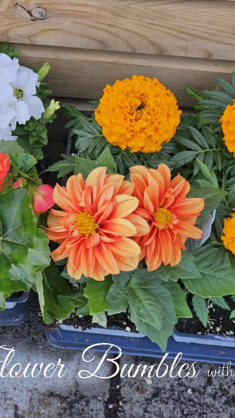 Dahlia #1575