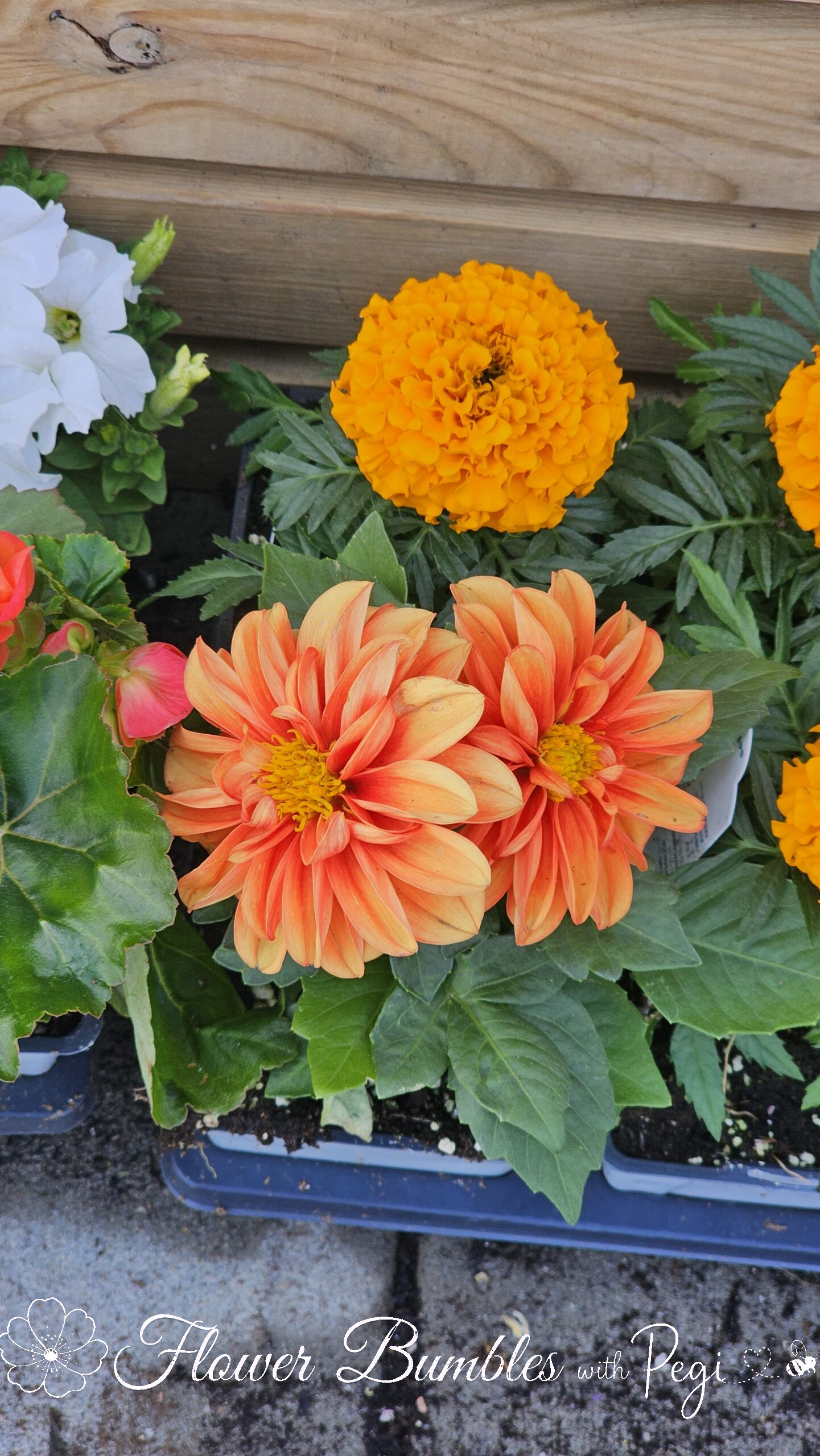 Casual Botanical Snapshot