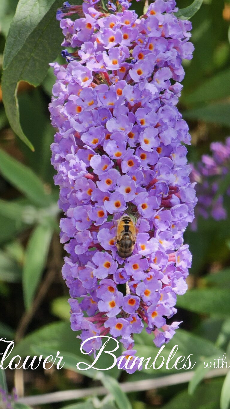 Butterfly Bush #1614