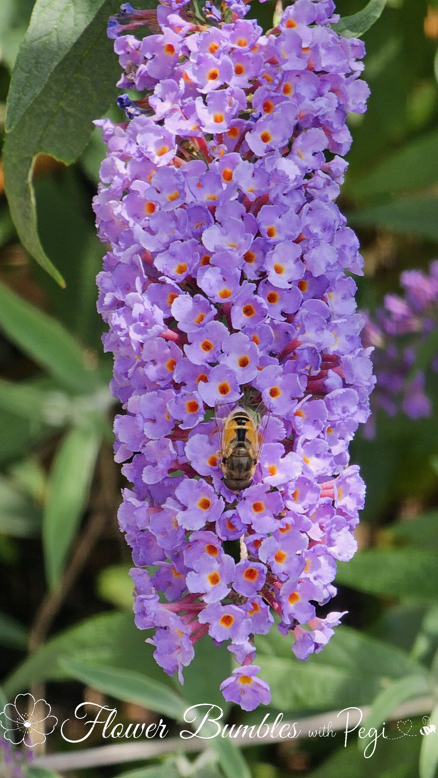 Casual Botanical Snapshot