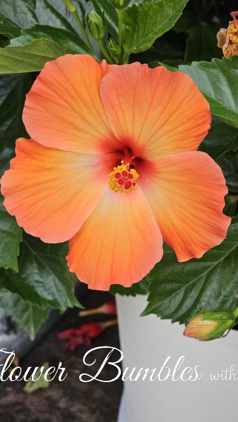 Hibiscus #1581