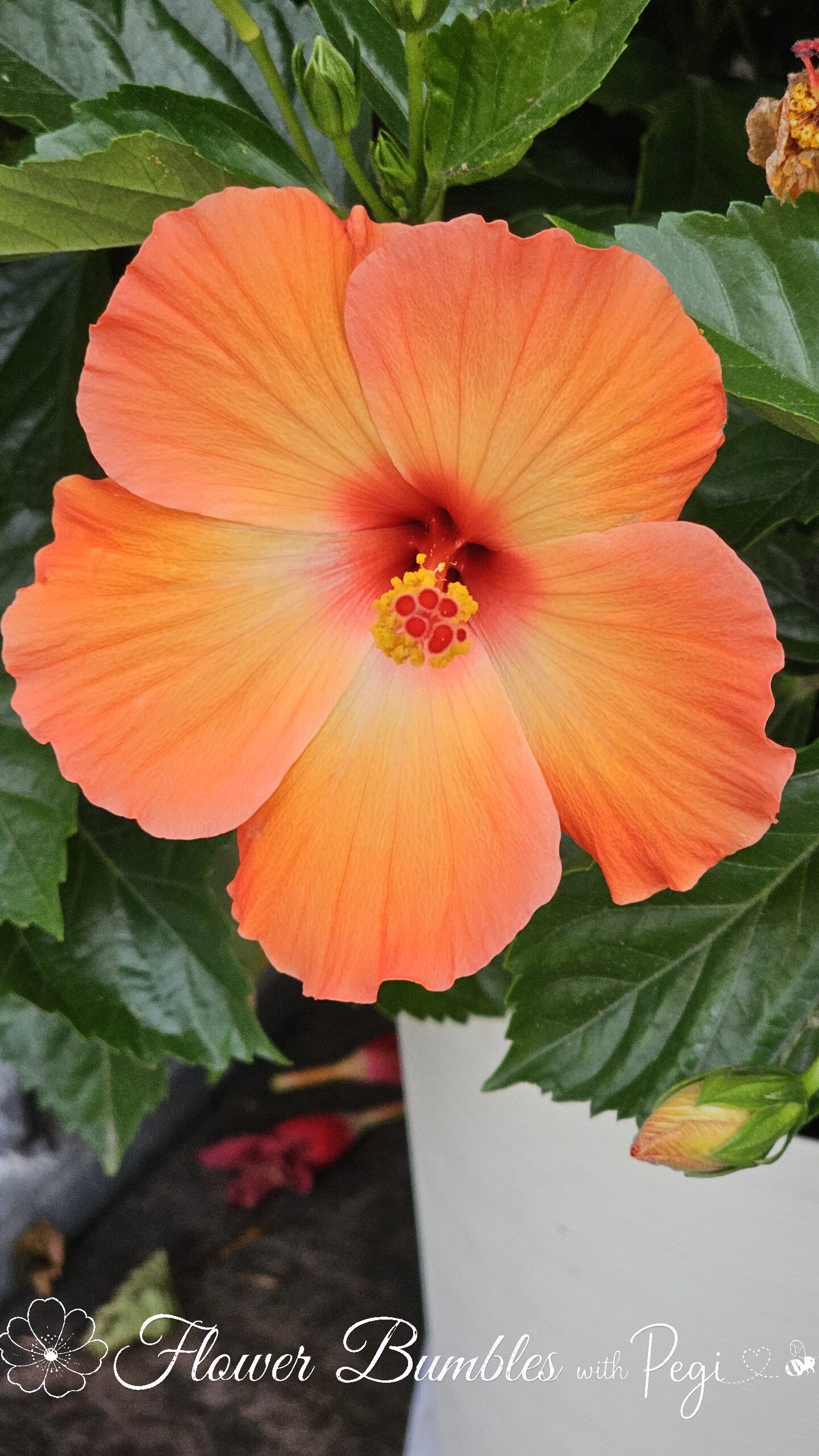 Casual Botanical Snapshot