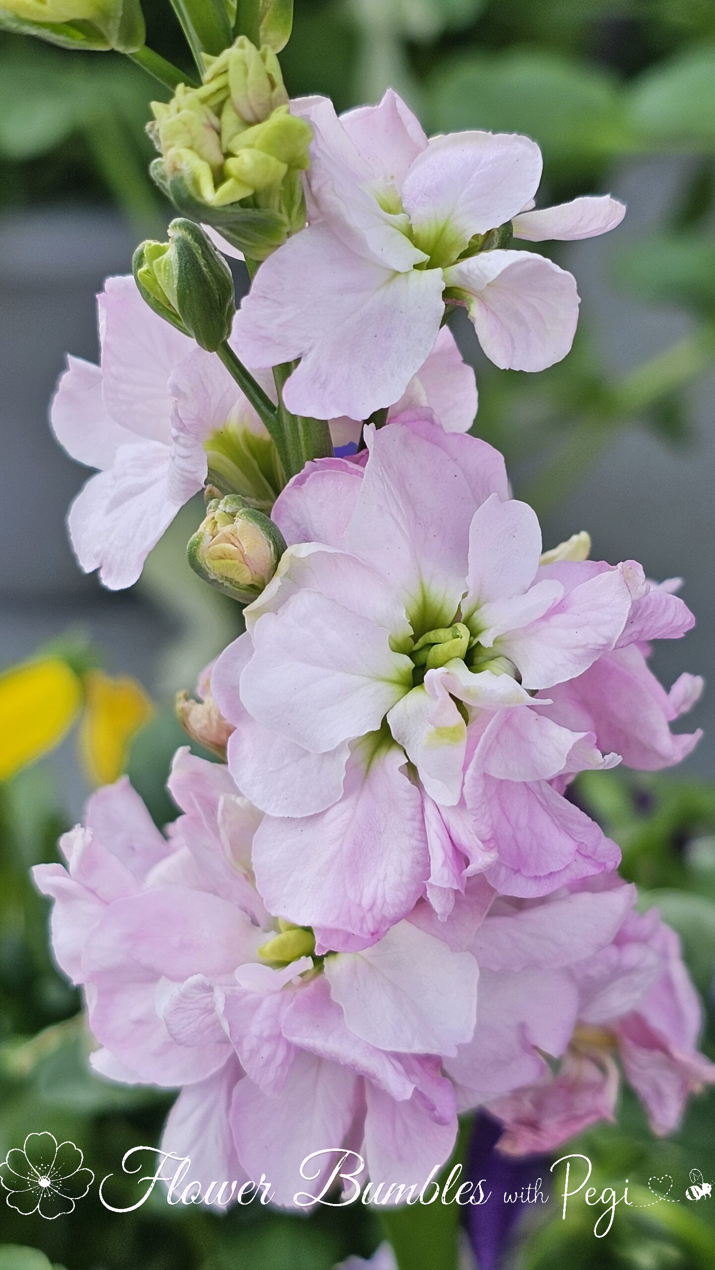 Casual Botanical Snapshot