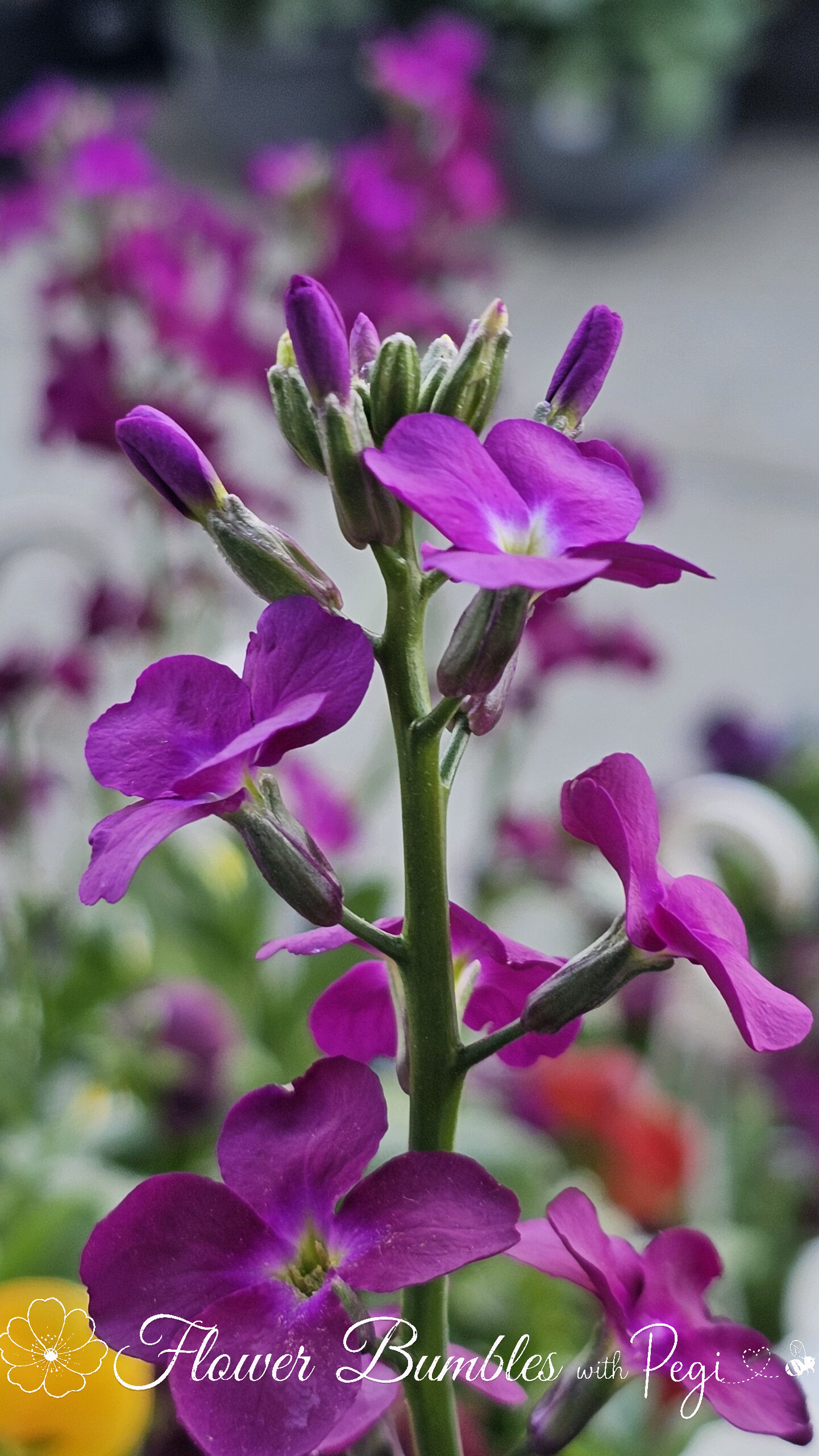 Casual Botanical Snapshot