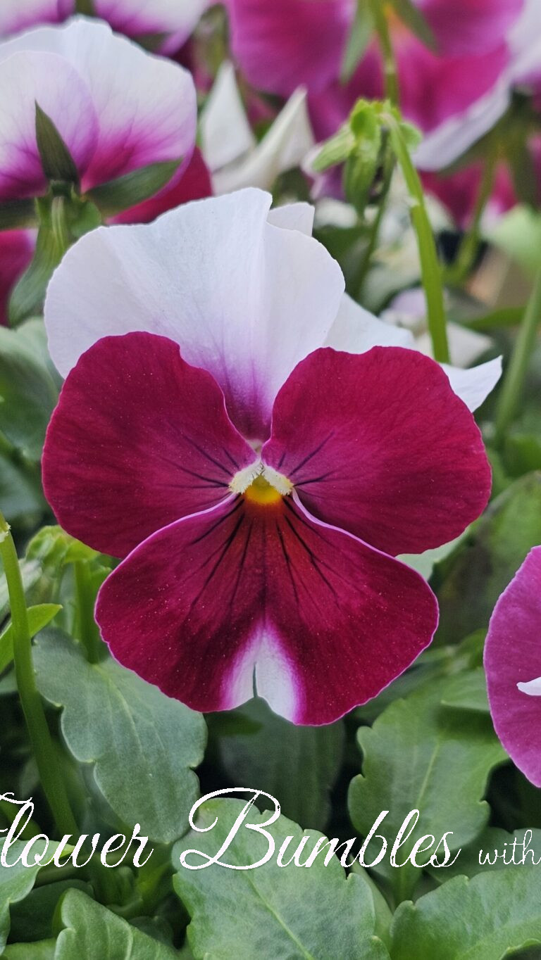 Pansy #1577