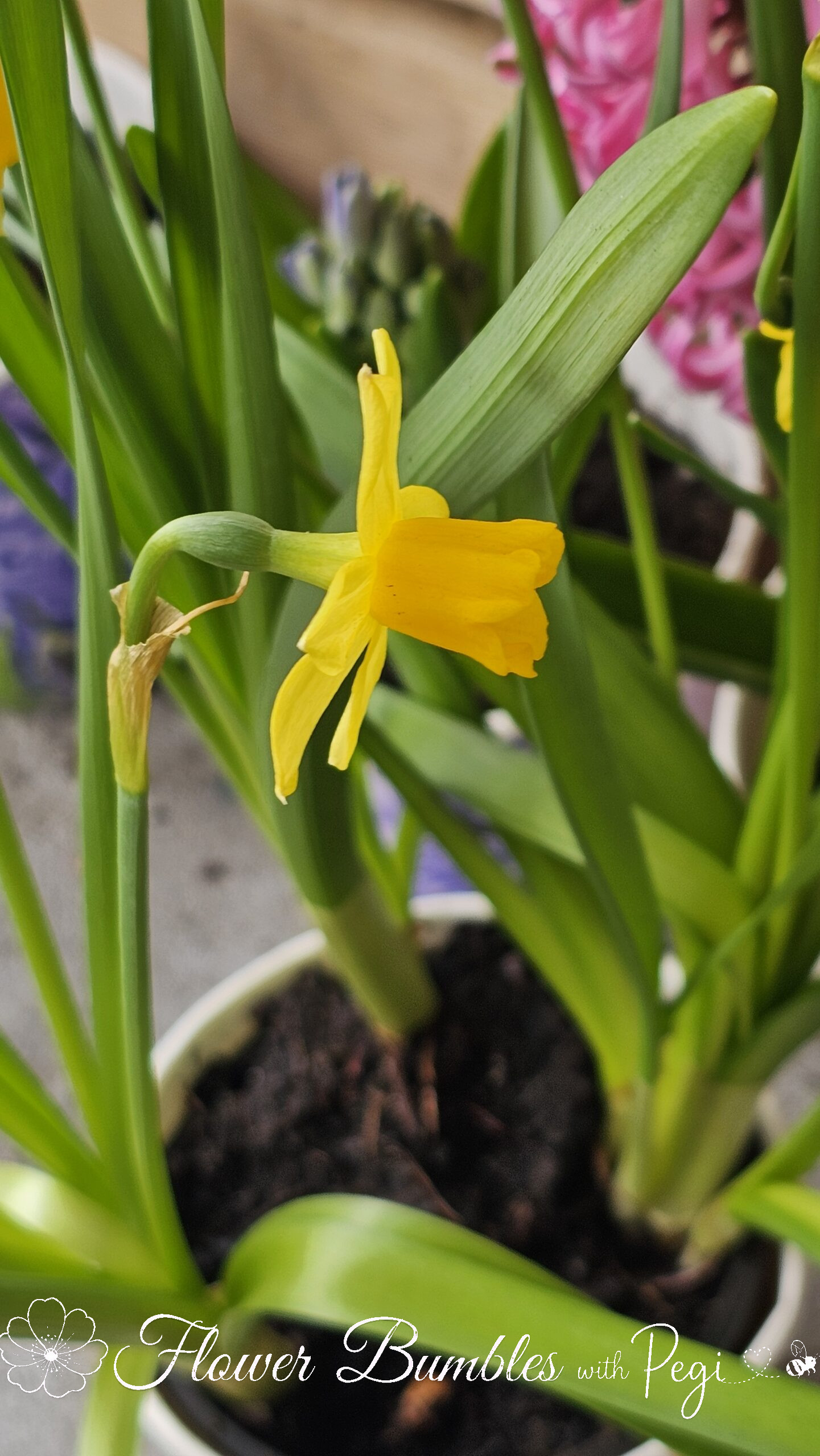 Casual Botanical Snapshot