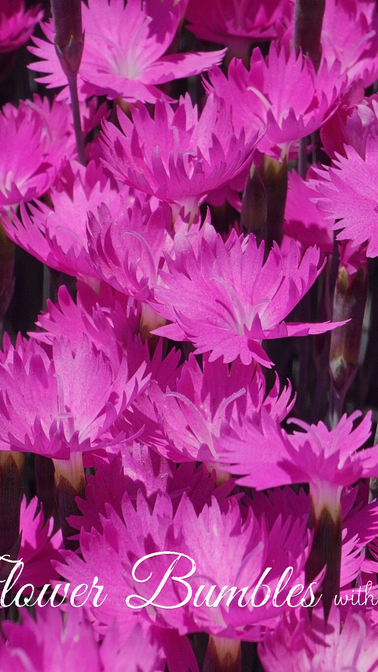 Pink Dianthus #1608