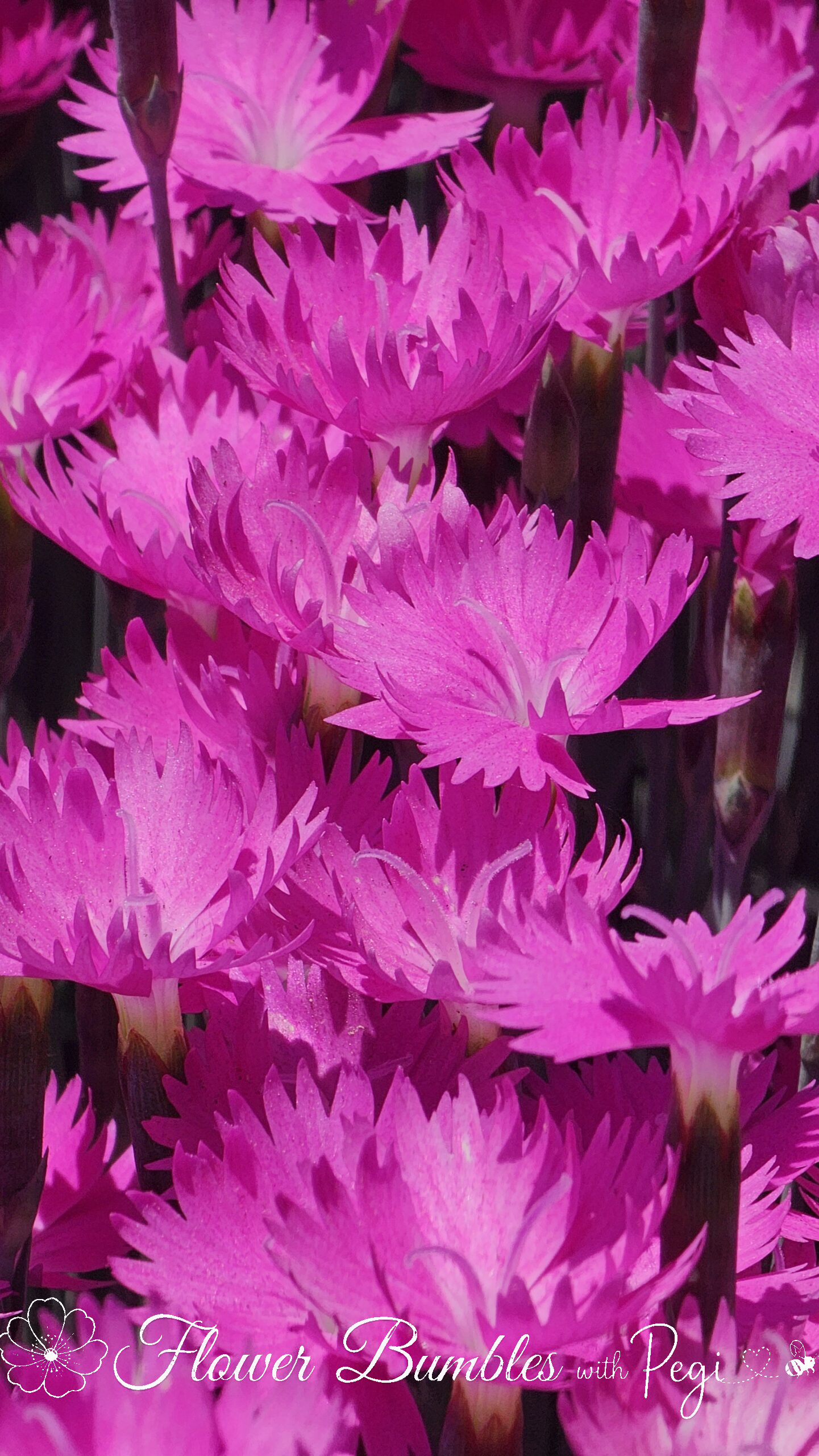 Casual Botanical Snapshot